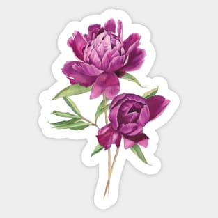 Watercolor pink peonies Sticker